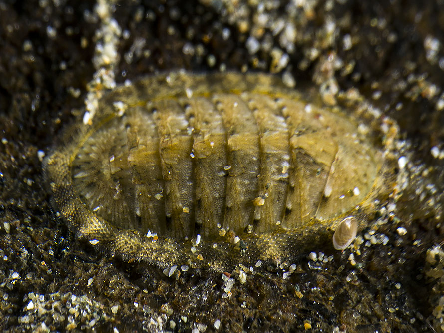 Chiton  08